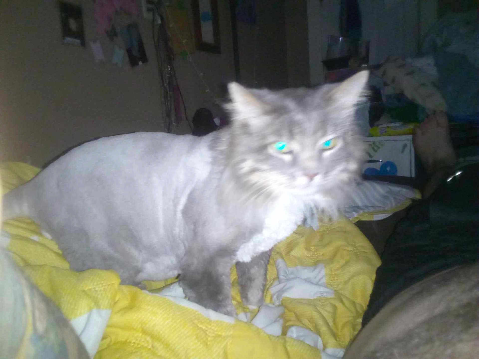 Gizmo