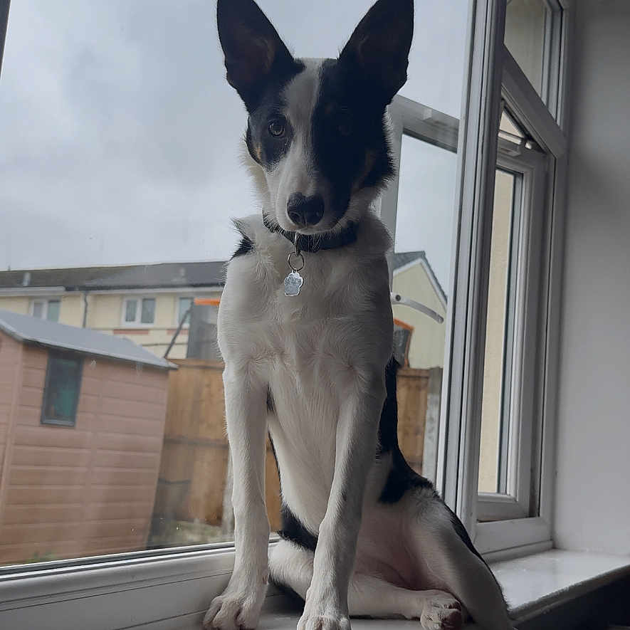 Mitzi joined the competition — help win amazing prizes! abyssinian, accessories, animal, bulldog, canine, cat, chihuahua, collar, dog, hound, husky, leash, manx, pet, pointer, sphere, strap, terrier, window, windowsill