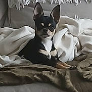 Vasco participe au concours pour gagner de l'argent avec cette photo : alert, animal, black_dog, blanket, companion, couch, cozy, cute, dog, ears, fur, furniture, home_interior, indoor, living_room, pet, relaxing, resting, small_dog, tan_markings