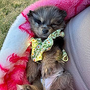 Kiwi joined the competition — help win amazing prizes! puppy, dog, sleeping, cute, fluffy, blanket, outdoor, grass, diaper, clothing, resting, cozy, pet, fur, small, young, pink, white, green, fabric