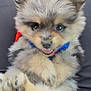 Kiwi joined the competition — help win amazing prizes! puppy, dog, fluffy, cute, pet, animal, lap, fur, face, eyes, nose, paws, harness, adorable, closeup, smiling, young, mammal, domestic_animal, happy