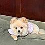 Lulu is registered to the contest to win money with this photo: dog, pomeranian, puppy, pet, fluffy, cute, animal, canine, fur, indoor, couch, furniture, clothing, pink, green, wood, small, adorable, lying, portrait
