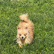 Lulu is registered to the contest to win money with this photo: dog, wet, small_dog, grass, outdoor, sunlight, fluffy_tail, pet, animal, nature, greenery, daylight, canine, fur, walking, lawn, summer, cute, closeup, mammal