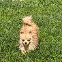 dog, wet, small_dog, grass, outdoor, sunlight, fluffy_tail, pet, animal, nature, greenery, daylight, canine, fur, walking, lawn, summer, cute, closeup, mammal