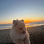 Lulu is registered to the contest to win money with this photo: dog, sunset, beach, ocean, sand, fur, pet, outdoor, sky, water, nature, animal, sun, horizon, cute, fluffy, holding, paw, calm, landscape