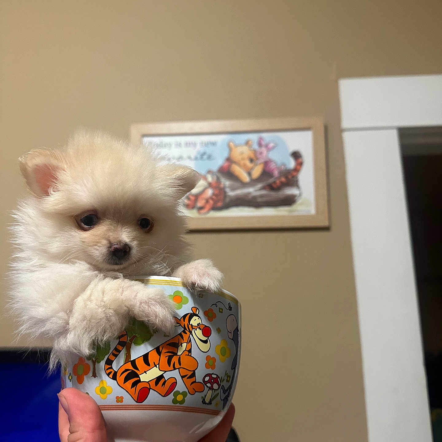 Lulu joined the competition — help win amazing prizes! animal, bowl, cartoon, cream_color, cute, decor, dog, fluffy, hand, holding, indoor, pet, picture_frame, puppy, small, tattoo, tigger, toy_story, wall, winnie_the_pooh
