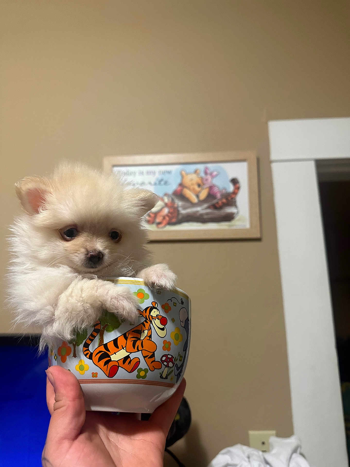 Lulu joined the competition — help win amazing prizes! puppy, dog, bowl, hand, indoor, wall, tattoo, tigger, winnie_the_pooh, picture_frame, cute, fluffy, cream_color, small, animal, pet, holding, decor, toy_story, cartoon