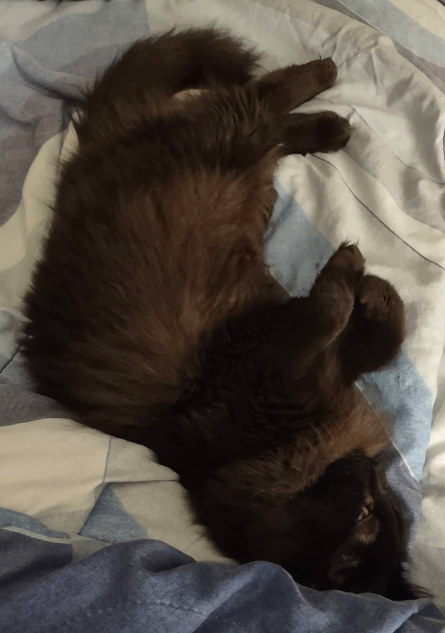 Delaney joined the competition — help win amazing prizes! canidae, carnivore, comfort, companion_dog, dog, dog_breed, ear, fawn, felidae, gesture, liver, mammal, paw, small_to_medium_sized_cats, snout, sporting_group, tail, tints_and_shades, vertebrate, whiskers