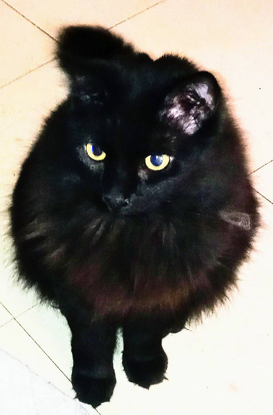 Delaney joined the competition — help win amazing prizes! black_cat, bombay, carnivore, cat, claw, event, felidae, fur, small_to_medium_sized_cats, snout, tail, terrestrial_animal, whiskers