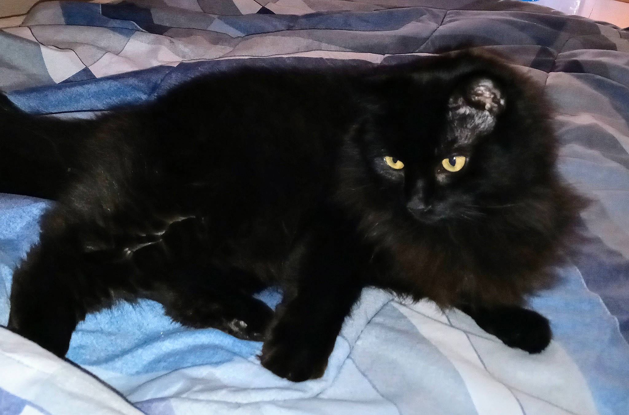 Delaney joined the competition — help win amazing prizes! black_cat, bombay, carnivore, cat, claw, comfort, domestic_short_haired_cat, felidae, fur, paw, small_to_medium_sized_cats, snout, tail, terrestrial_animal, whiskers