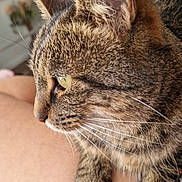 Plume a rejoint le concours — aidez-le/la à gagner de superbes lots ! cat, close_up, domestic_cat, ear, feline, fur, human_leg, indoor, lap, nose, paw, pet, portrait, profile, relaxed, sitting, soft_light, tabby_cat, whiskers, yellow_eye