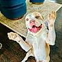 animal, brown_and_white, canine, carpet, chair, dog, excited, floor, furniture, happy, house, indoor, jumping, living_room, paw, pet, playful, smiling, tongue_out, wooden_floor