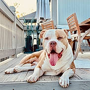 Modelo is registered to the contest to win money with this photo: dog, animal, pet, outdoor, deck, wood, sunlight, panting, happy, resting, furniture, chair, table, plant, potted_plant, summer, daylight, tongue_out, brown_and_white, relaxed