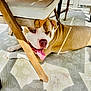 animal, brown_and_white, canine, daylight, dog, domestic_dog, floor_rug, happy, leisure, outdoor, patterned_rug, paw, pet, relaxing, resting, shadow, sunlight, tongue, tongue_out, wooden_chair