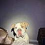 Modelo joined the competition — help win amazing prizes! dog, pitbull, indoor, wall, carpet, bed, blanket, brown_dog, white_and_tan_dog, close_up, pet, animal, portrait, looking, ears, snout, shadow, furniture, household, domestic