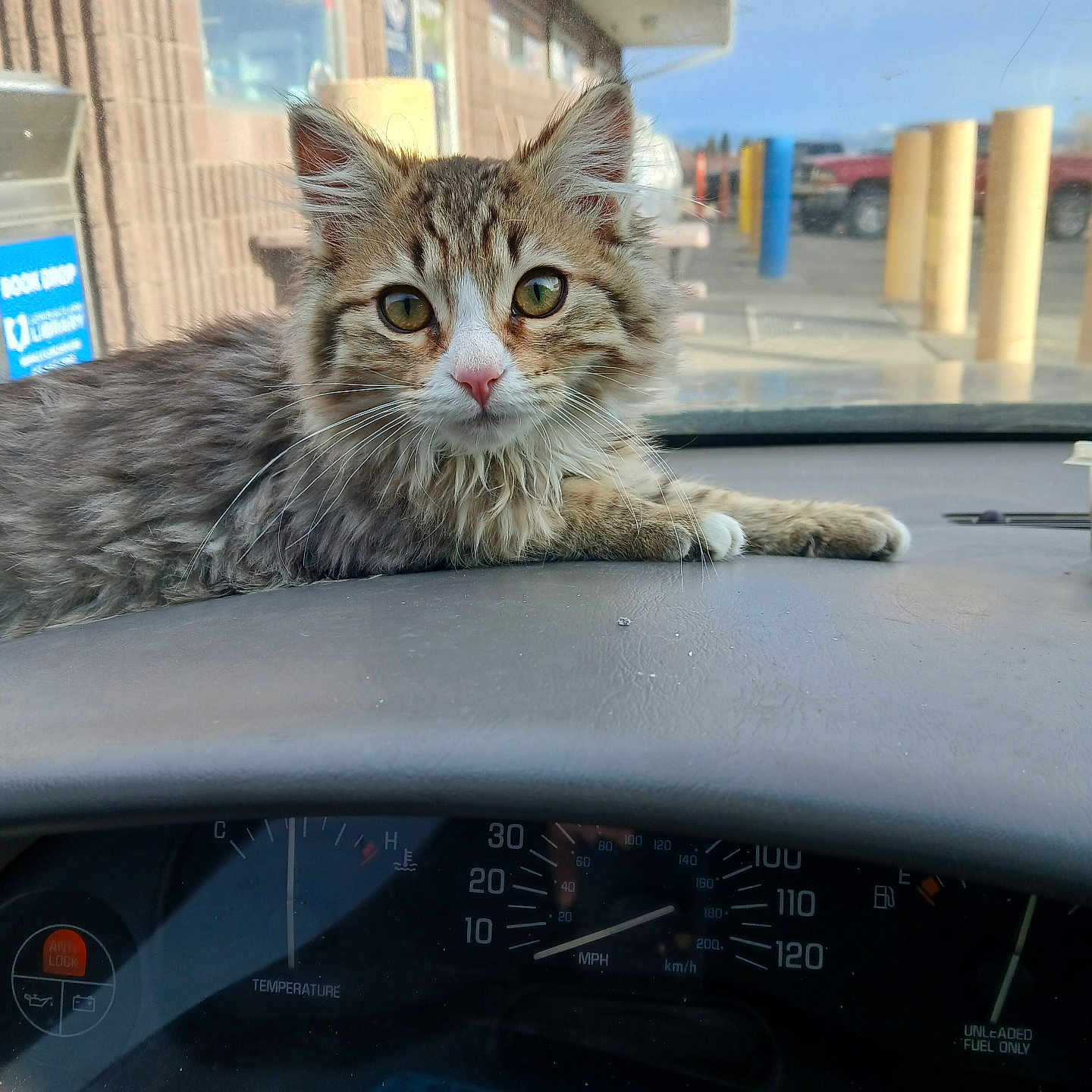 Martie joined the competition — help win amazing prizes! abyssinian, alloywheel, animal, architecture, building, car, carwheel, cat, city, kitten, machine, manx, outdoors, pet, spoke, tire, transportation, urban, vehicle, wheel