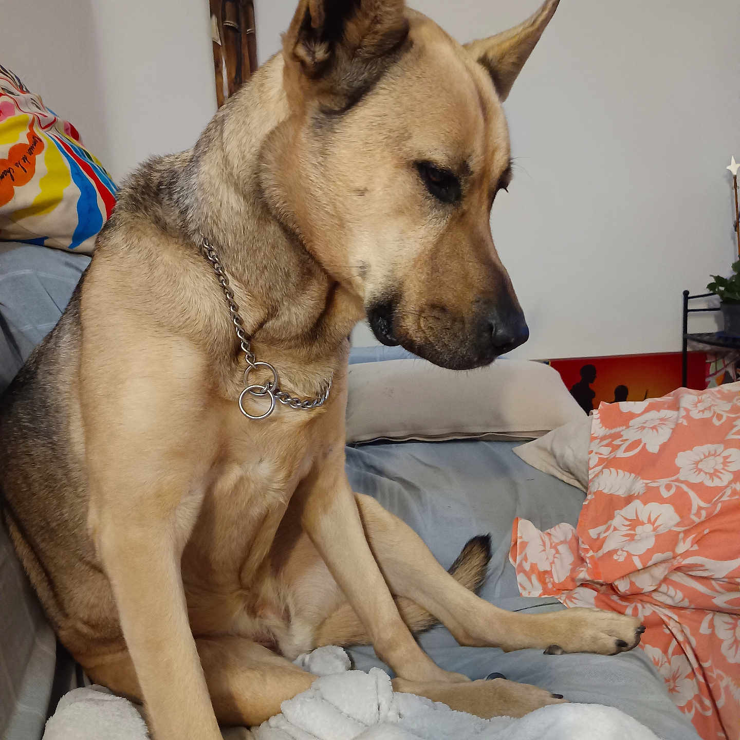 Mala a rejoint le concours — aidez-le/la à gagner de superbes lots ! animal, architecture, bed, boy, building, canine, child, couch, cushion, dog, furniture, germanshepherd, homedecor, hound, husky, male, person, pet, plant, puppy