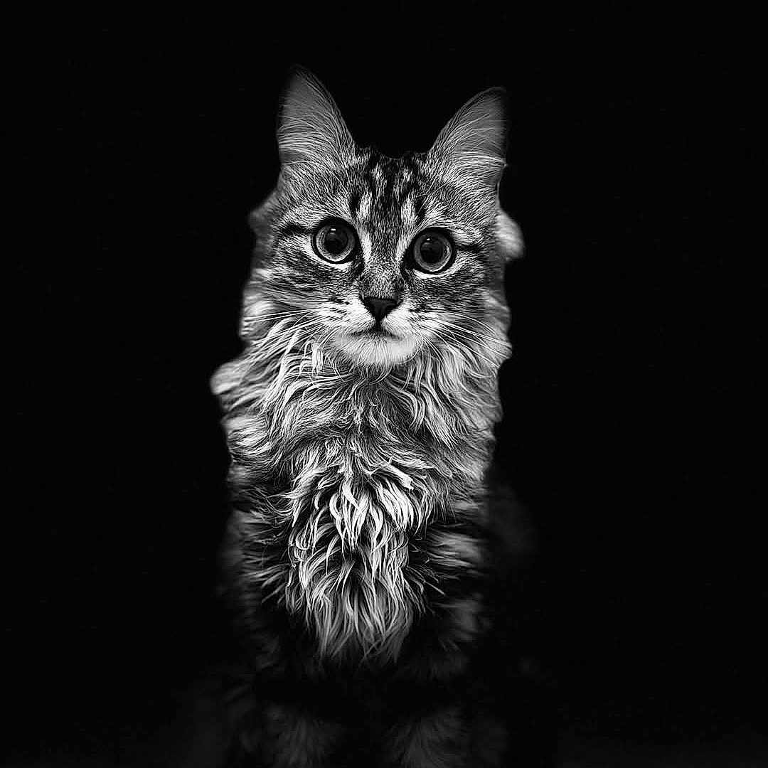 Winnie participe au concours pour gagner de l'argent avec cette photo : abyssinian, angora, animal, bodypart, canine, cat, dog, face, gray, head, kitten, manx, mouth, person, pet, photography, portrait, puppy, snout, wood