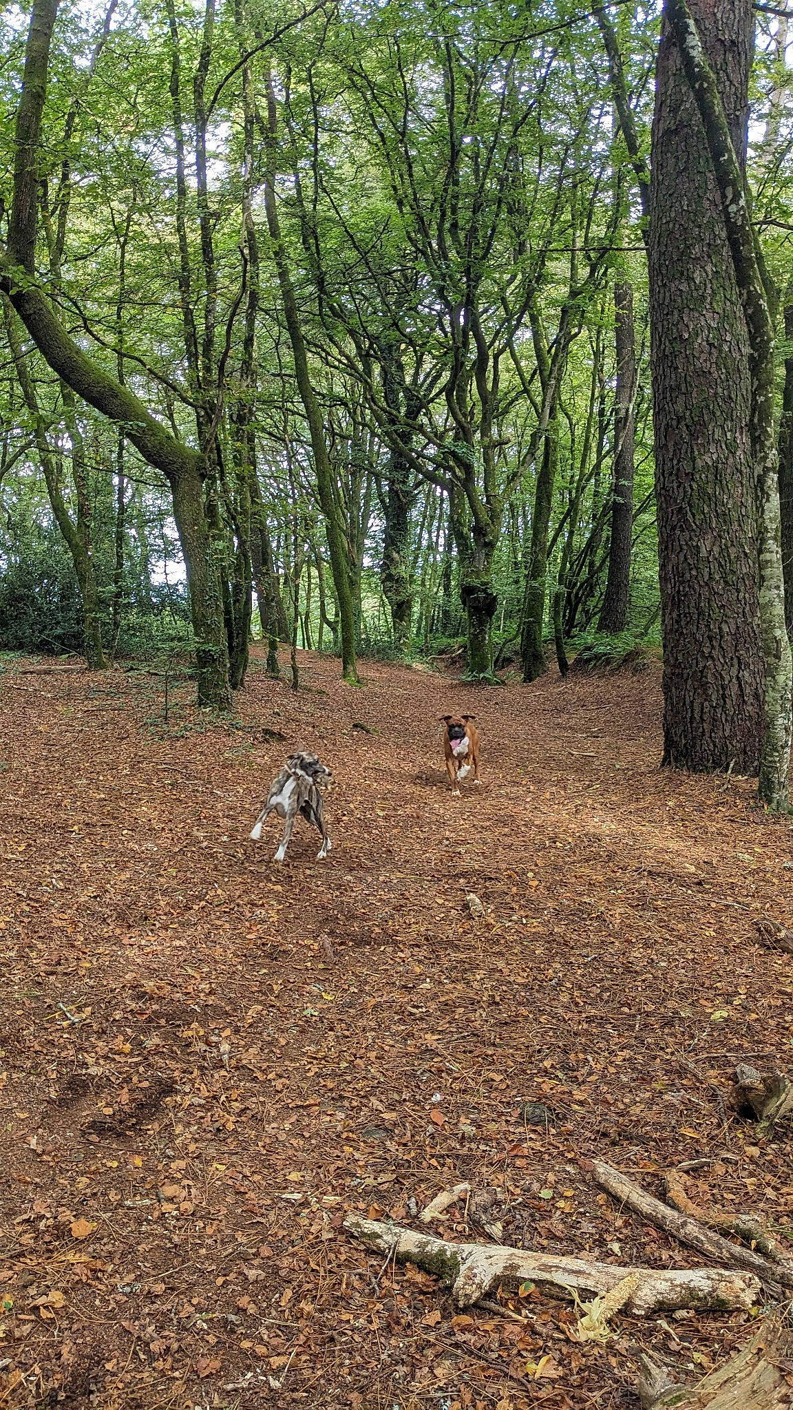 Mazko a rejoint le concours — aidez-le/la à gagner de superbes lots ! branch, deciduous, fawn, forest, grass, grass_family, groundcover, landscape, natural_environment, natural_landscape, plant, plant_community, soil, temperate_broadleaf_and_mixed_forest, terrestrial_animal, terrestrial_plant, tree, trunk, wood, woodland