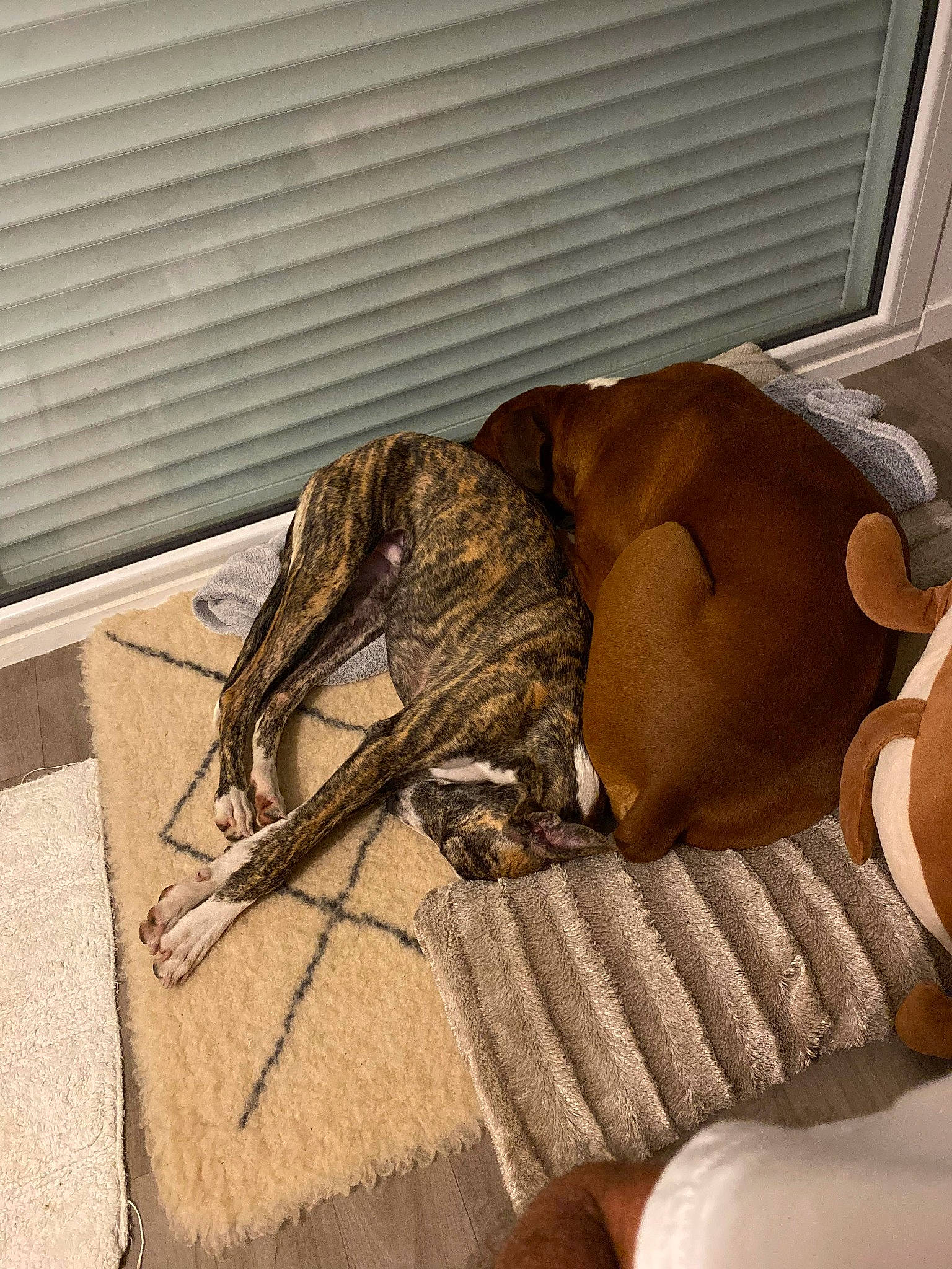 Mazko participe au concours pour gagner de l'argent avec cette photo : art, barechested, bedding, carnivore, comfort, companion_dog, dog, dog_breed, fawn, flooring, fur, hardwood, human_leg, linens, mammal, room, tail, thigh, vertebrate, wood