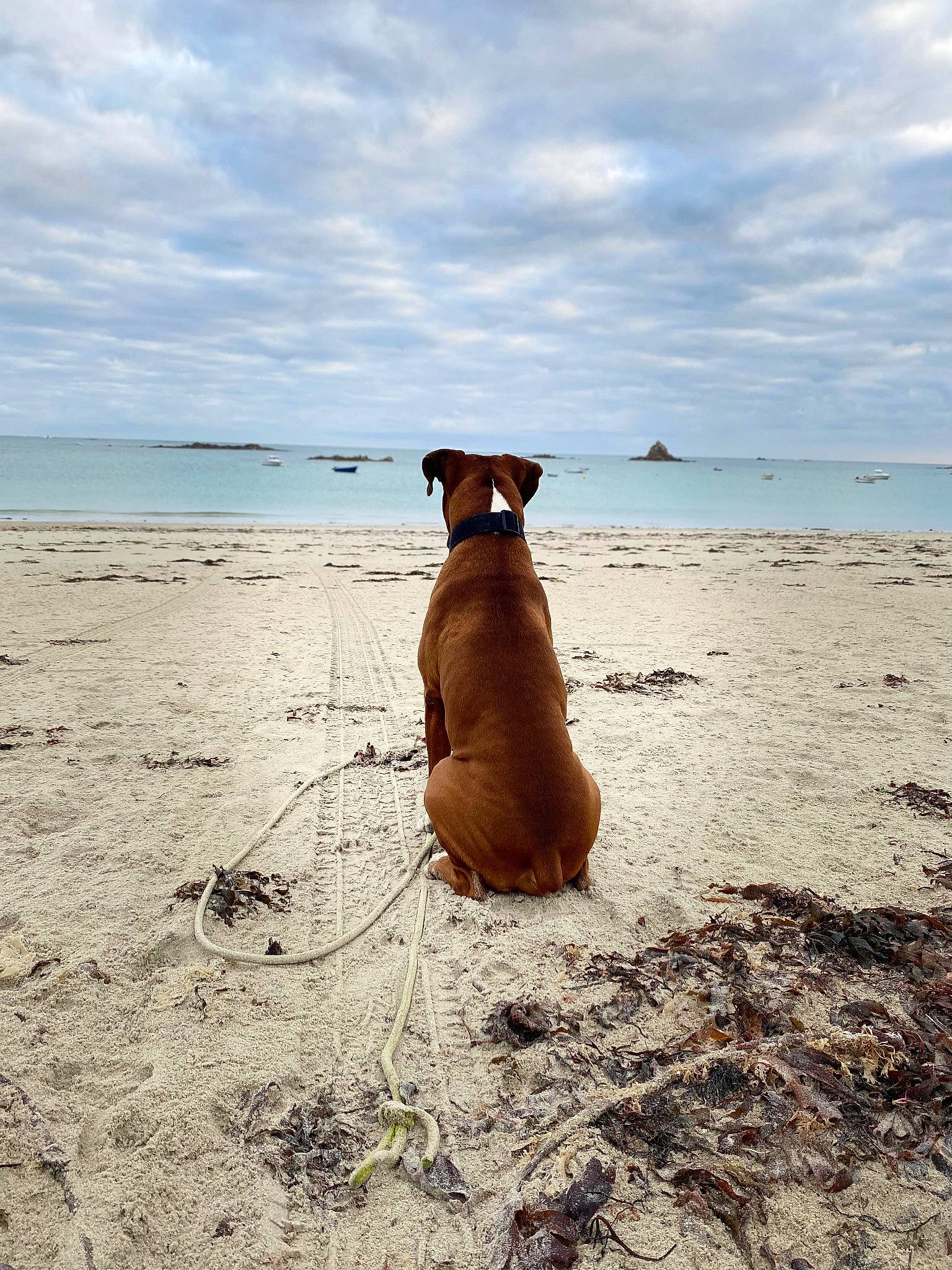 Mazko a rejoint le concours — aidez-le/la à gagner de superbes lots ! beach, carnivore, cloud, collar, dog, dog_breed, dog_collar, fawn, horizon, landscape, sand, shadow, sky, sporting_group, sunlight, tints_and_shades, water, wave, wind_wave, wood