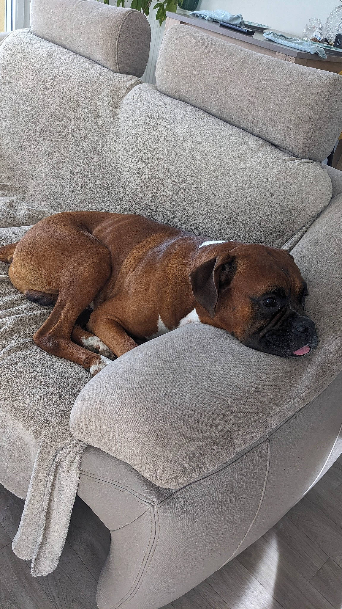 Mazko a rejoint le concours — aidez-le/la à gagner de superbes lots ! carnivore, collar, comfort, companion_dog, couch, dog, dog_breed, dog_supply, fawn, flooring, furniture, hardwood, liver, mammal, pet_supply, snout, sporting_group, toy_dog, vertebrate, working_animal