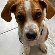 Pongo a rejoint le concours — aidez-le/la à gagner de superbes lots ! adorable, animal, brown, close_up, collar, curious, cute, dog, ears, floor, indoor, looking_up, paws, pet, puppy, snout, tile, whiskers, white, young