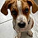 Pongo