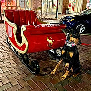 Ryder is registered to the contest to win money with this photo: dog, doberman, sleigh, red, brick_pavement, night, street, holiday_decorations, wreath, shop_windows, car, collar, leash, urban, outdoor, pet, animal, festive, lighting, sidewalk
