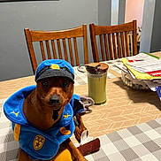 Mason is registered to the contest to win money with this photo: dog, costume, police_outfit, table, chair, indoor, pet, brown_dog, wooden_chair, tablecloth, paper, domestic, cute, looking_at_camera, small_dog, animal, fur, home, decor, toy