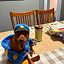 dog, costume, police_outfit, table, chair, indoor, pet, brown_dog, wooden_chair, tablecloth, paper, domestic, cute, looking_at_camera, small_dog, animal, fur, home, decor, toy
