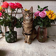 Zira joined the competition — help win amazing prizes! cat, tabby_cat, flowers, roses, sunflowers, vase, porch, green_eyes, plant_pot, indoor, pet, animal, floral_arrangement, sitting, curious, nature, decor, closeup, feline, colorful