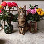 cat, tabby_cat, flowers, roses, sunflowers, vase, porch, green_eyes, plant_pot, indoor, pet, animal, floral_arrangement, sitting, curious, nature, decor, closeup, feline, colorful