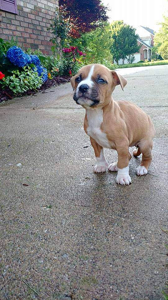 Nilla is registered to the contest to win money with this photo: canidae, carnivore, collar, companion_dog, dog, dog_breed, dog_collar, fawn, groundcover, liver, mammal, molosser, old_english_bulldog, shrub, snout, sporting_group, working_animal, working_dog, yard