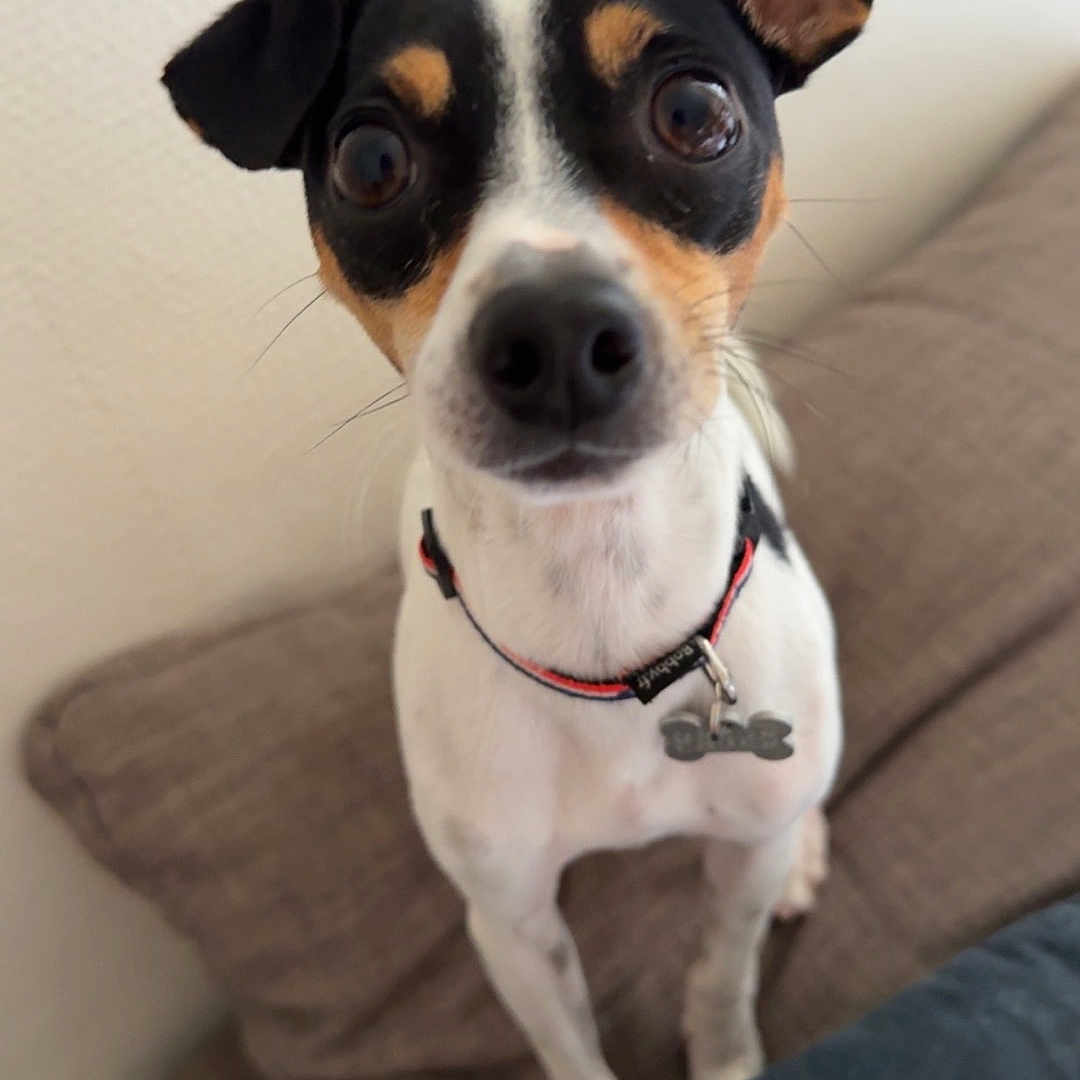 Ucky participe au concours pour gagner de l'argent avec cette photo : accessories, animal, armchair, beagle, canine, chair, chihuahua, collar, couch, cushion, dog, furniture, homedecor, hound, leash, linen, pet, puppy, strap, terrier