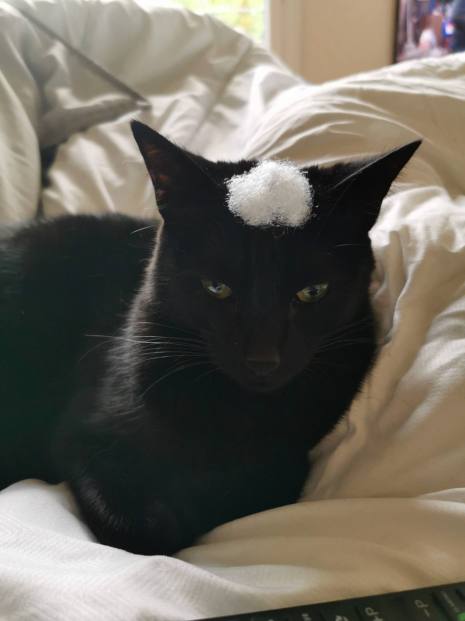 Sheitan participe au concours pour gagner de l'argent avec cette photo : black_cat, bombay, carnivore, cat, cat_supply, comfort, domestic_short_haired_cat, felidae, fur, grey, linens, room, small_to_medium_sized_cats, snout, tail, terrestrial_animal, whiskers