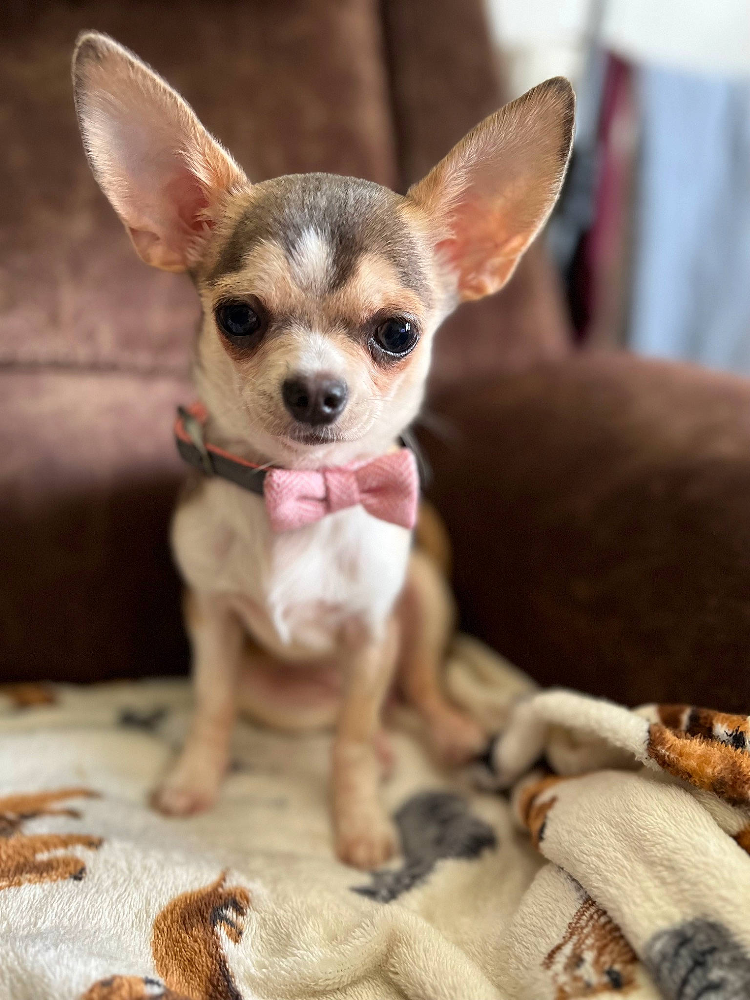 Bambi joined the competition — help win amazing prizes! brown, canidae, carnivore, chihuahua, comfort, companion_dog, corgi_chihuahua, dog, dog_breed, ear, fawn, fur, linens, russkiy_toy, snout, sporting_group, terrestrial_animal, toy_dog, whiskers, working_animal