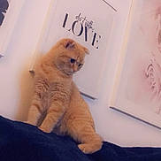 Potté participe au concours pour gagner de l'argent avec cette photo : cat, ginger_cat, pet, feline, portrait, wall_art, framed_print, text_print, sofa, couch, interior, home_decor, cute, fluffy, whiskers, ears, fur, sitting, indoor, gallery_wall