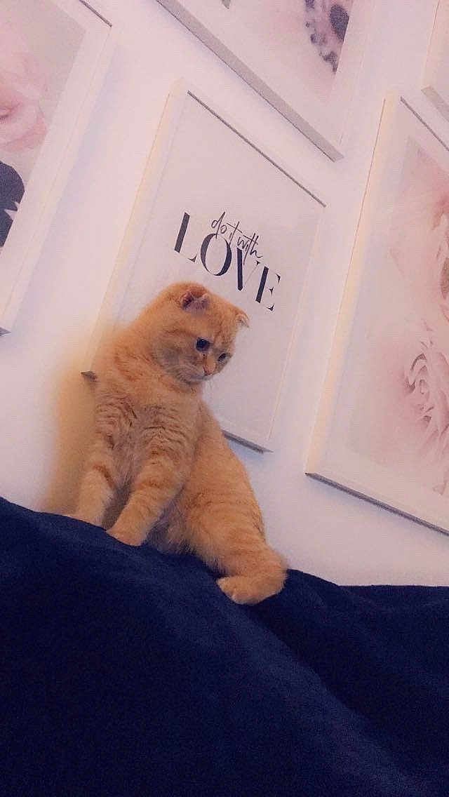 Potté participe au concours pour gagner de l'argent avec cette photo : cat, ginger_cat, pet, feline, portrait, wall_art, framed_print, text_print, sofa, couch, interior, home_decor, cute, fluffy, whiskers, ears, fur, sitting, indoor, gallery_wall