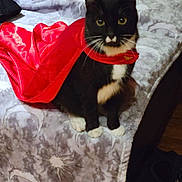 Kaos joined the competition — help win amazing prizes! animal, bed, black_and_white, blanket, cape, cat, domestic_cat, fabric, feline, floor, fur, hero, indoor, looking_at_camera, pet, red_cape, shoe, sitting, tuxedo_cat, whiskers