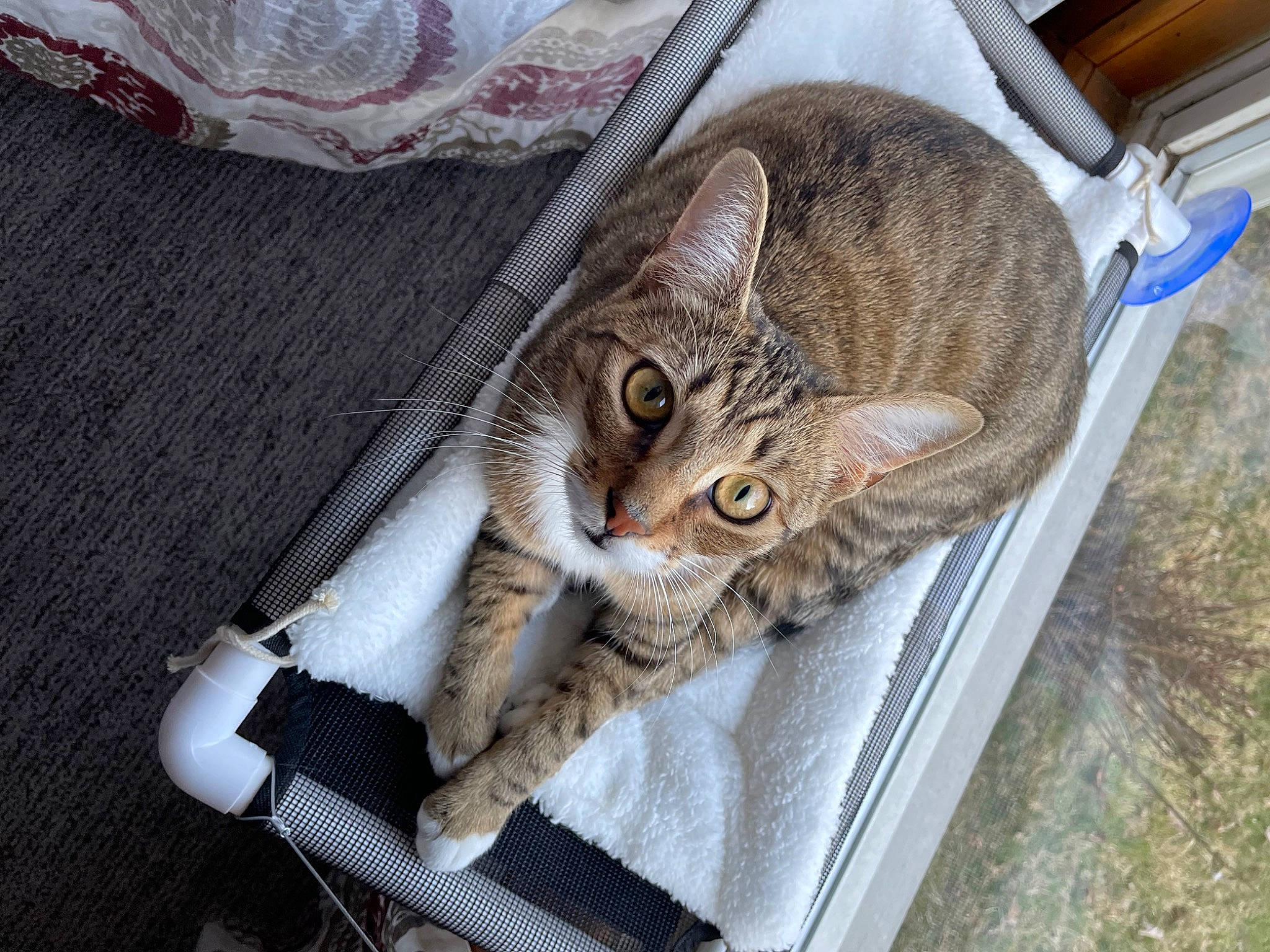 Tobias