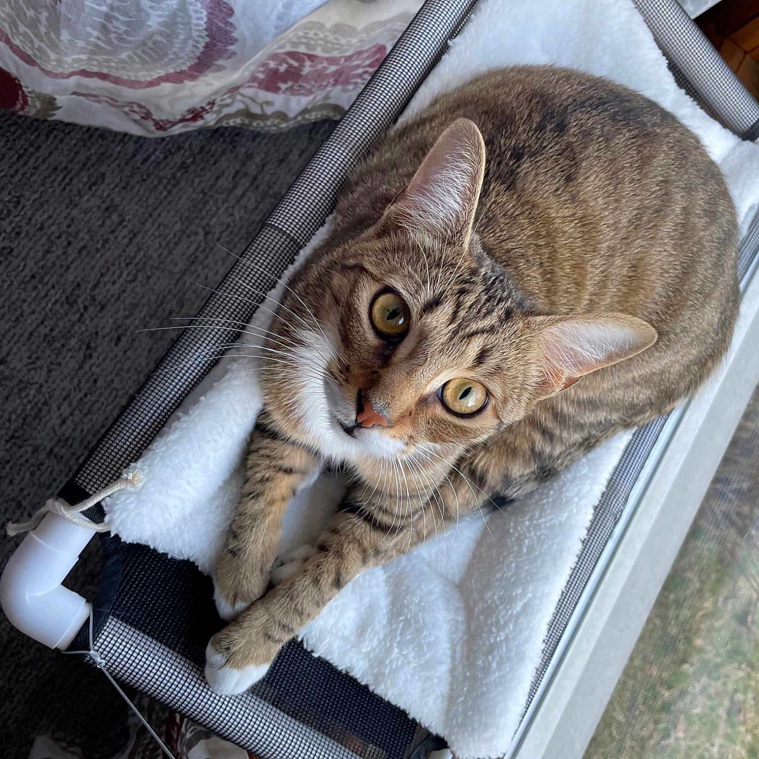 Tobias