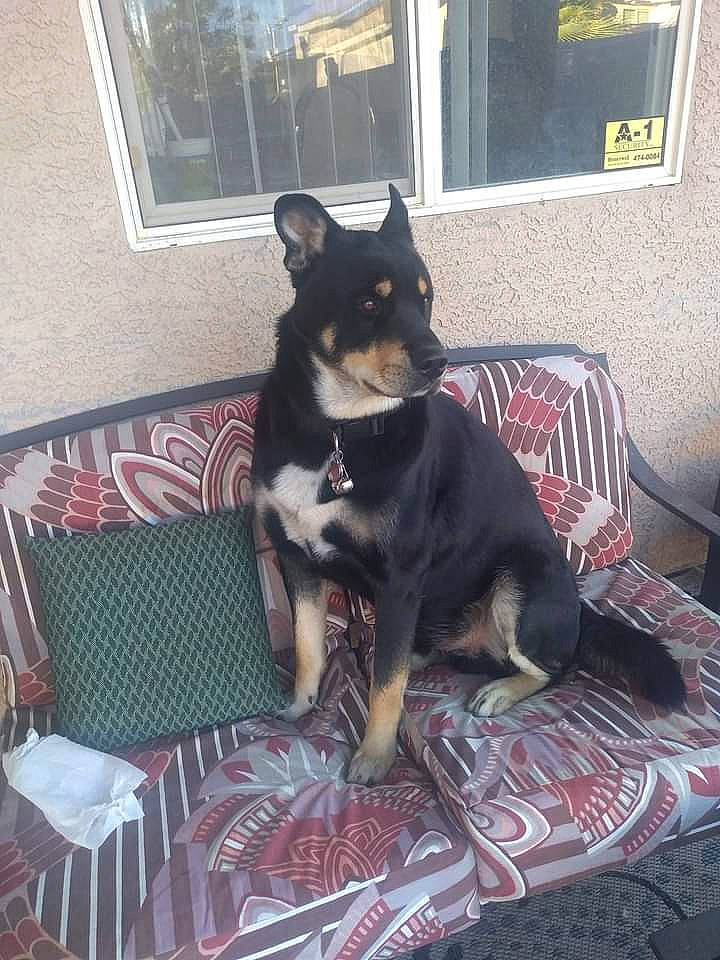 Tango joined the competition — help win amazing prizes! carnivore, chair, comfort, companion_dog, couch, dog, dog_breed, dog_supply, flooring, fur, furniture, herding_dog, non_sporting_group, room, sitting, tail, window, working_animal, working_dog