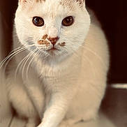 Dexter joined the competition — help win amazing prizes! cat, white_cat, brown_markings, whiskers, close_up, pet, animal, feline, curious, indoor, soft_light, portrait, looking_at_camera, fur, cute, domestic_cat, eyes, face, sitting, focus