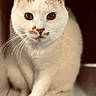 cat, white_cat, brown_markings, whiskers, close_up, pet, animal, feline, curious, indoor, soft_light, portrait, looking_at_camera, fur, cute, domestic_cat, eyes, face, sitting, focus