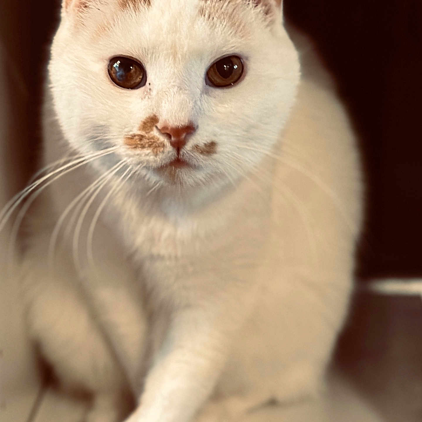 Dexter