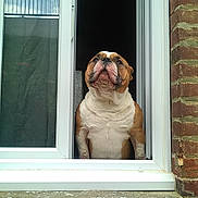 Taïro a rejoint le concours — aidez-le/la à gagner de superbes lots ! dog, bulldog, window, brick_wall, pet, animal, looking_up, guarding, portrait, outdoor, white, brown, short_hair, muzzle, ears, expression, house, architecture, daylight, window_frame
