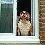 dog, bulldog, window, brick_wall, pet, animal, looking_up, guarding, portrait, outdoor, white, brown, short_hair, muzzle, ears, expression, house, architecture, daylight, window_frame
