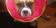 Taïro a rejoint le concours — aidez-le/la à gagner de superbes lots ! dog, pet, protective_collar, donut_collar, brown_and_white, ears_up, indoor, floor, rug, wooden_floor, door, serious_expression, animal, canine, looking_at_camera, house, home, domestic, sitting, costume