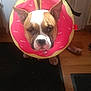 dog, pet, protective_collar, donut_collar, brown_and_white, ears_up, indoor, floor, rug, wooden_floor, door, serious_expression, animal, canine, looking_at_camera, house, home, domestic, sitting, costume